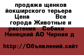 продажа щенков йокширского терьера › Цена ­ 25 000 - Все города Животные и растения » Собаки   . Ненецкий АО,Черная д.